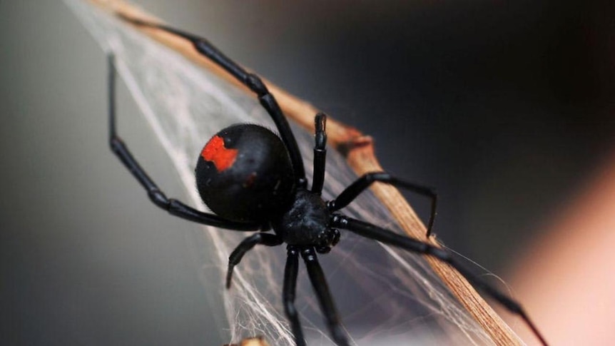 A redback spider sitting on a branch with webbing on it on January 23, 2006