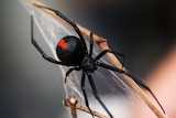 A redback spider sitting on a branch with webbing on it on January 23, 2006