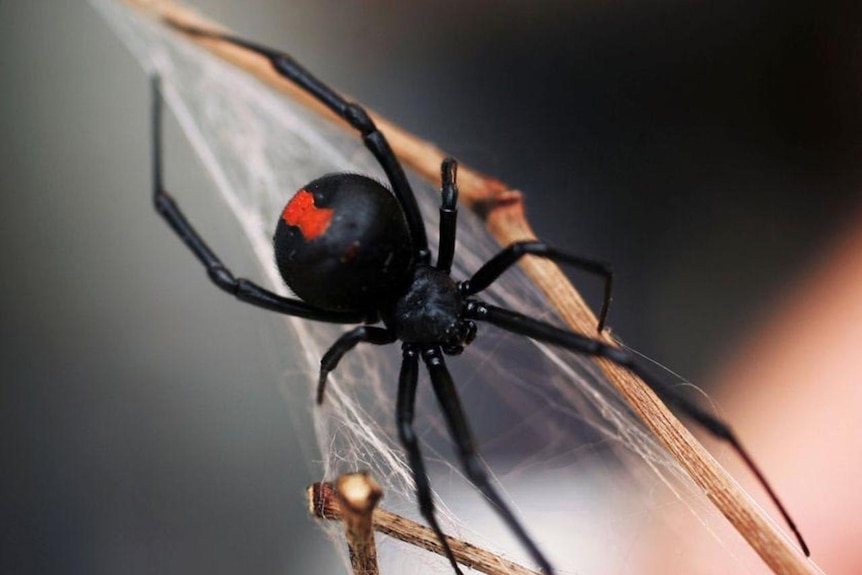 A redback spider