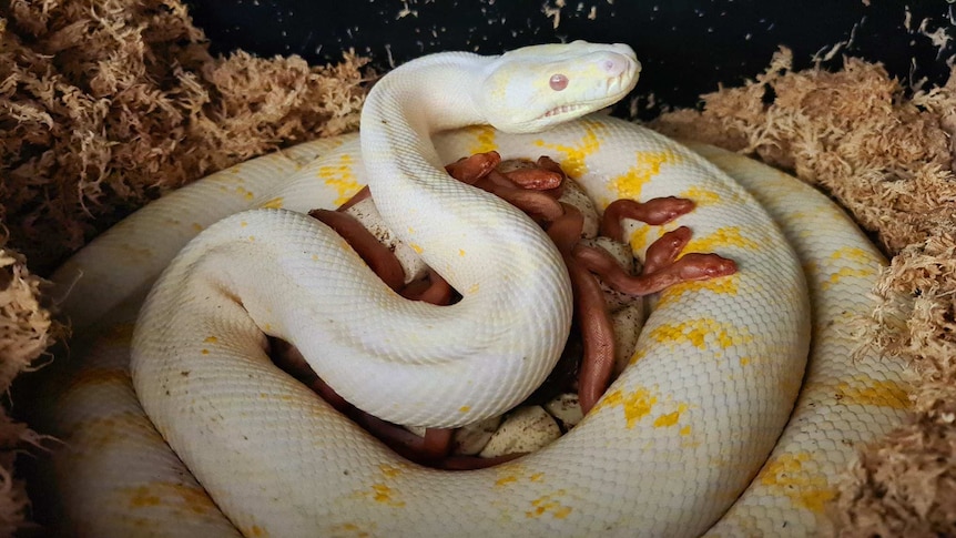 Albino carpet python protecting a new clutch of snakes inside her Gold Coast enclosure