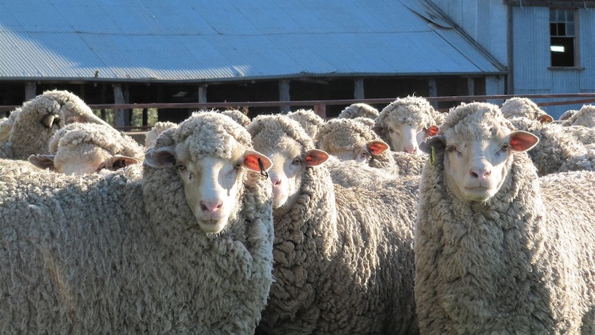 Sheep stare at camera