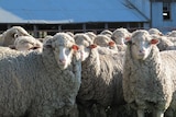 Sheep stare at camera