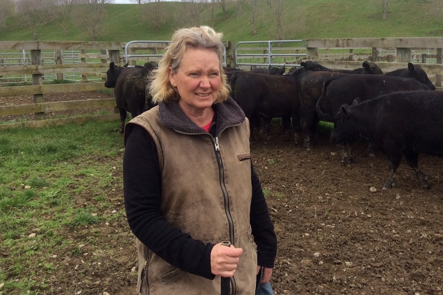 A woman stands in a field with cows