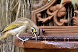 Close up of a yellow faced honeyeater drinking