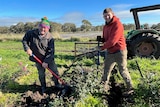 Two smiling men with shoves digging up plants near a tractor, older man wears a green, purple beanie, other a red hoodie.