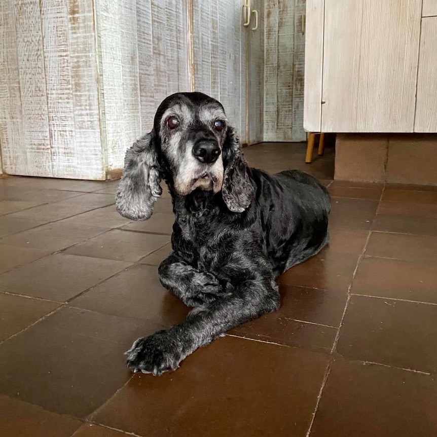 Glenn Marshall's dog Lola sits on the ground.