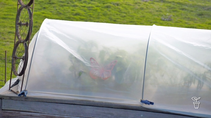 Vegie bed covered with an arched plastic cover