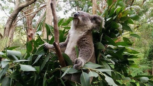 A koala eats gum leaves in a tree.