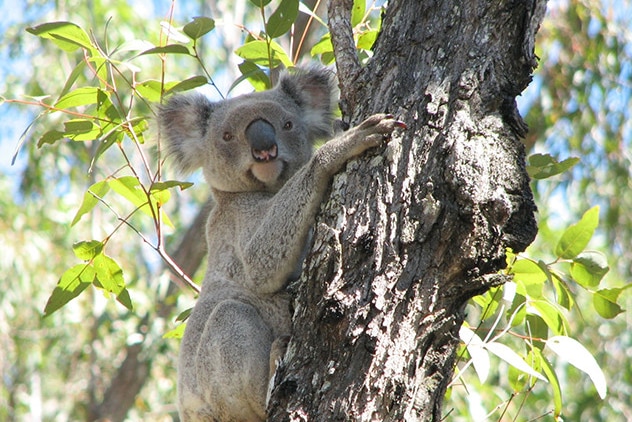 A koala clinging on to a tree