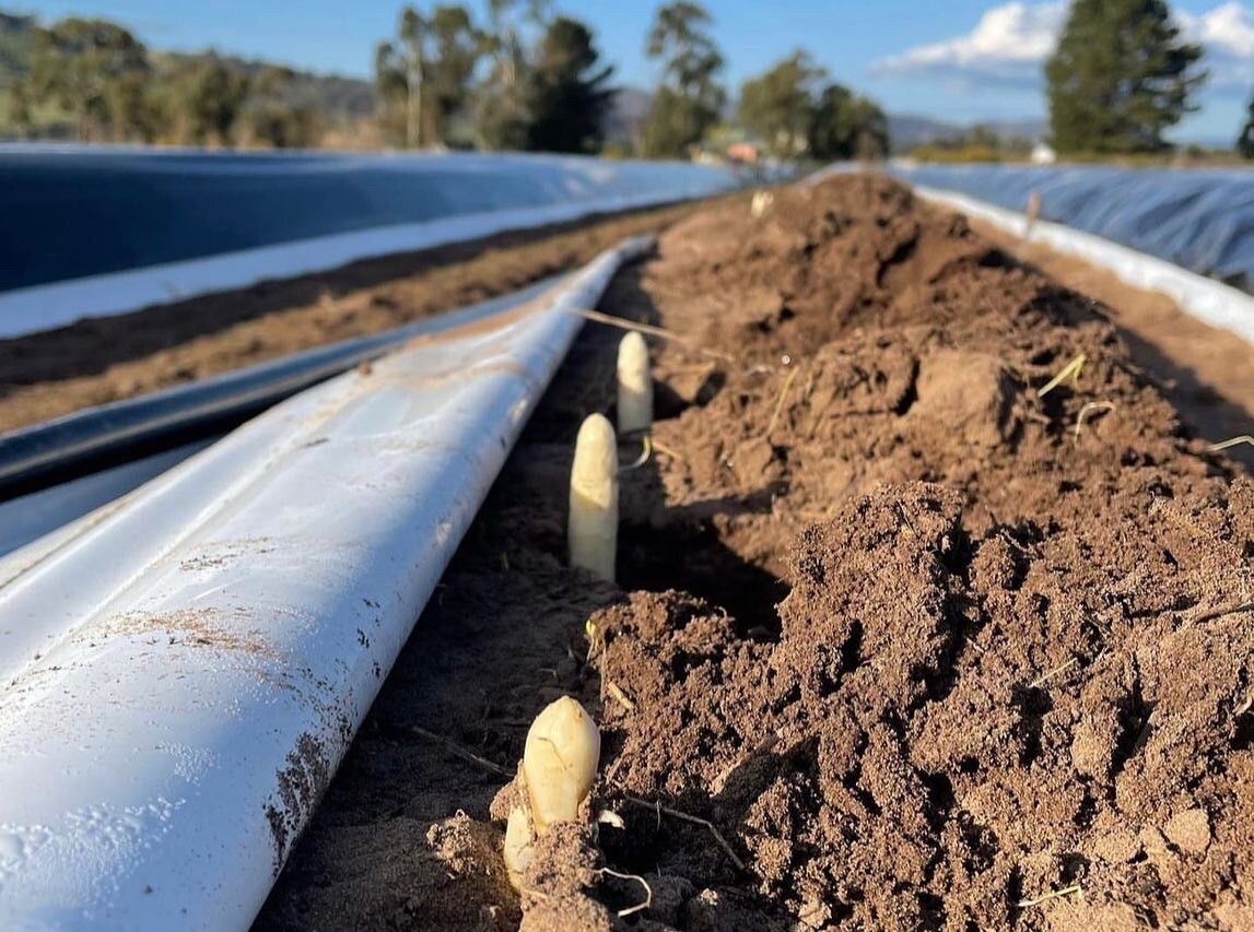 Tasmanian farmer breaks new ground in quest to spearhead white