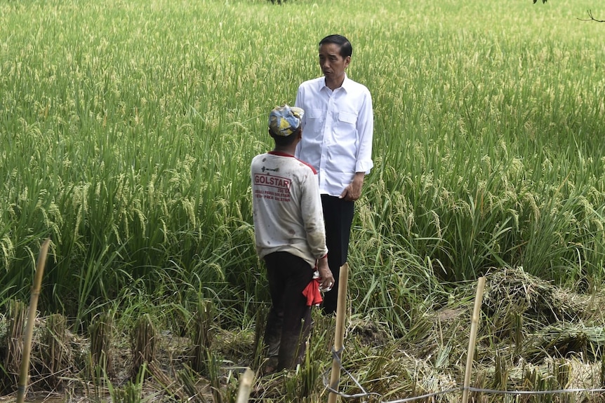 Two men talking to each other in paddy field in Indonesia