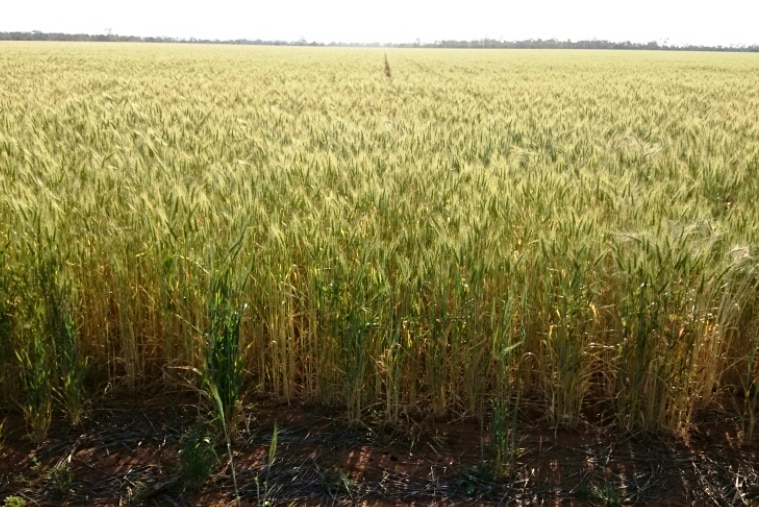 Wheat paddock with trees on the horizon.