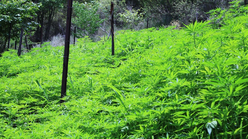 Police picture of cannabis crop discovered at Moogerah, west of Beaudesert in southern Qld. Wed Dec 11, 2013