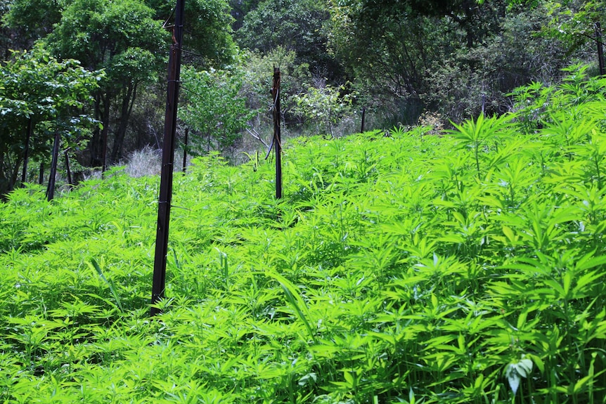 Police picture of cannabis crop discovered at Moogerah, west of Beaudesert in southern Qld. Wed Dec 11, 2013