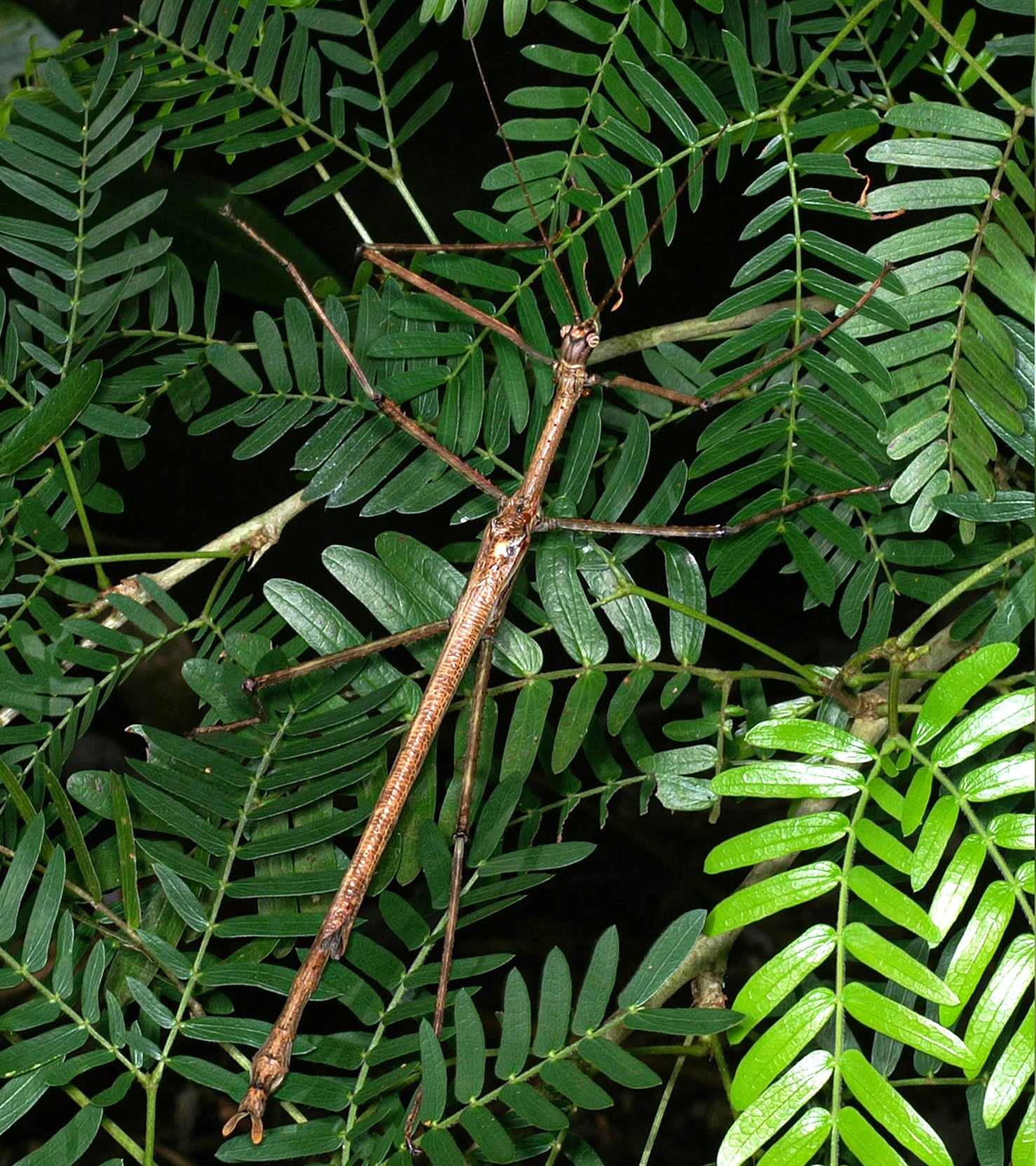 a large stick insect on a plant