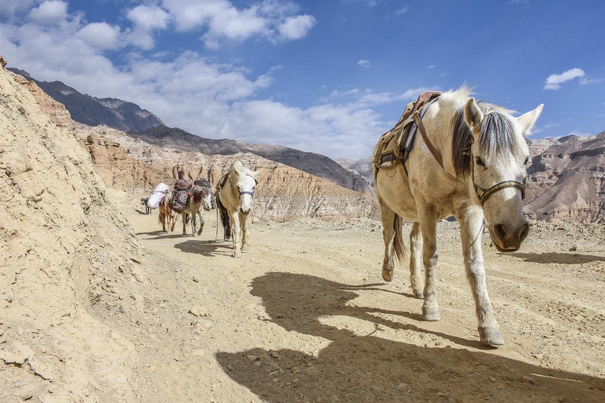 Donkeys and mules on a dusty, winding mountain track