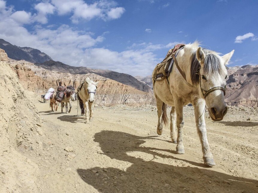 Donkeys and mules on a dusty, winding mountain track