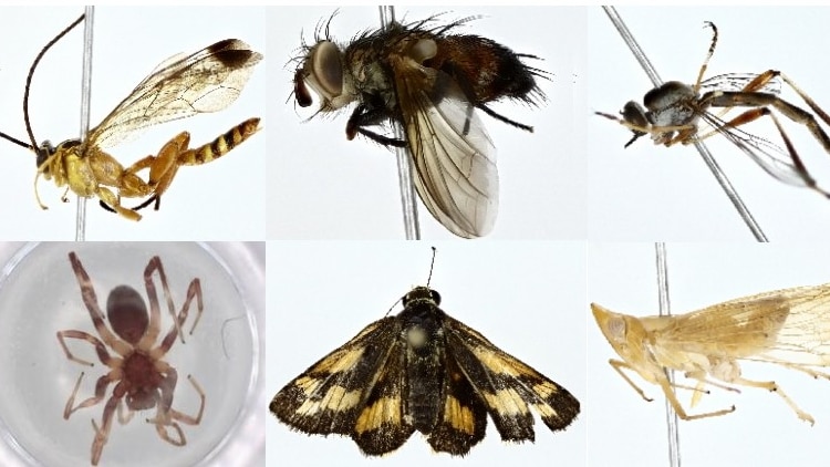 A collage of close up shots of insects, including moths, spiders, beetles, flies and wasps.