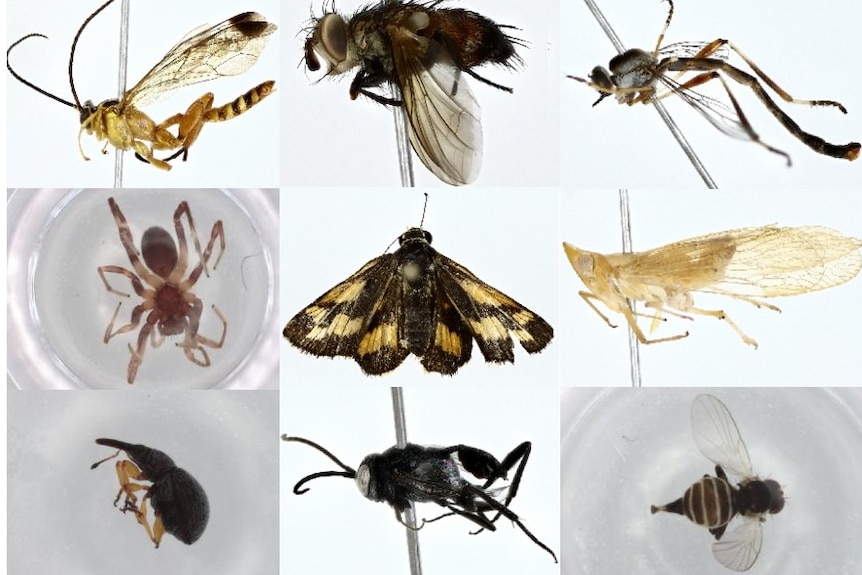 A collage of close up shots of insects, including moths, spiders, beetles, flies and wasps.
