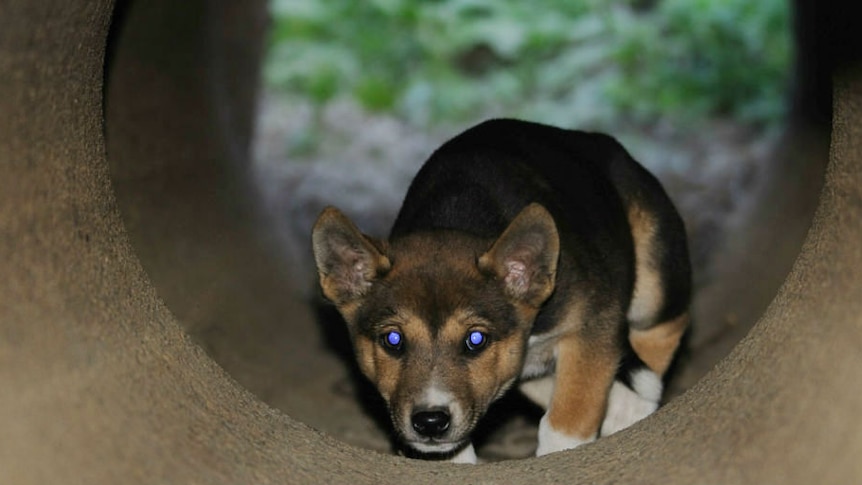 Dingo pup