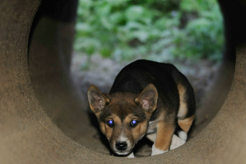 Dingo pup
