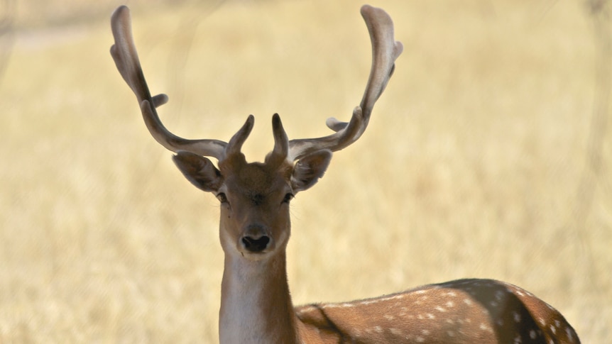 A feral deer in a field.