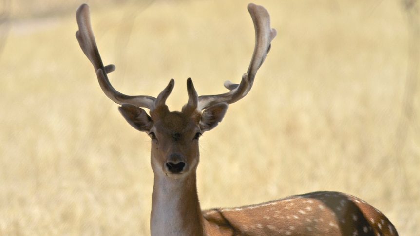 A wild deer stares at the camera with grass behind