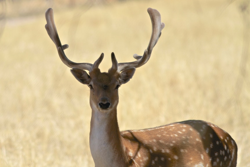 A wild deer stares at the camera with grass behind