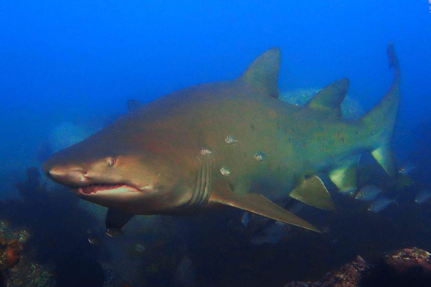 A grey-nurse shark swimming.