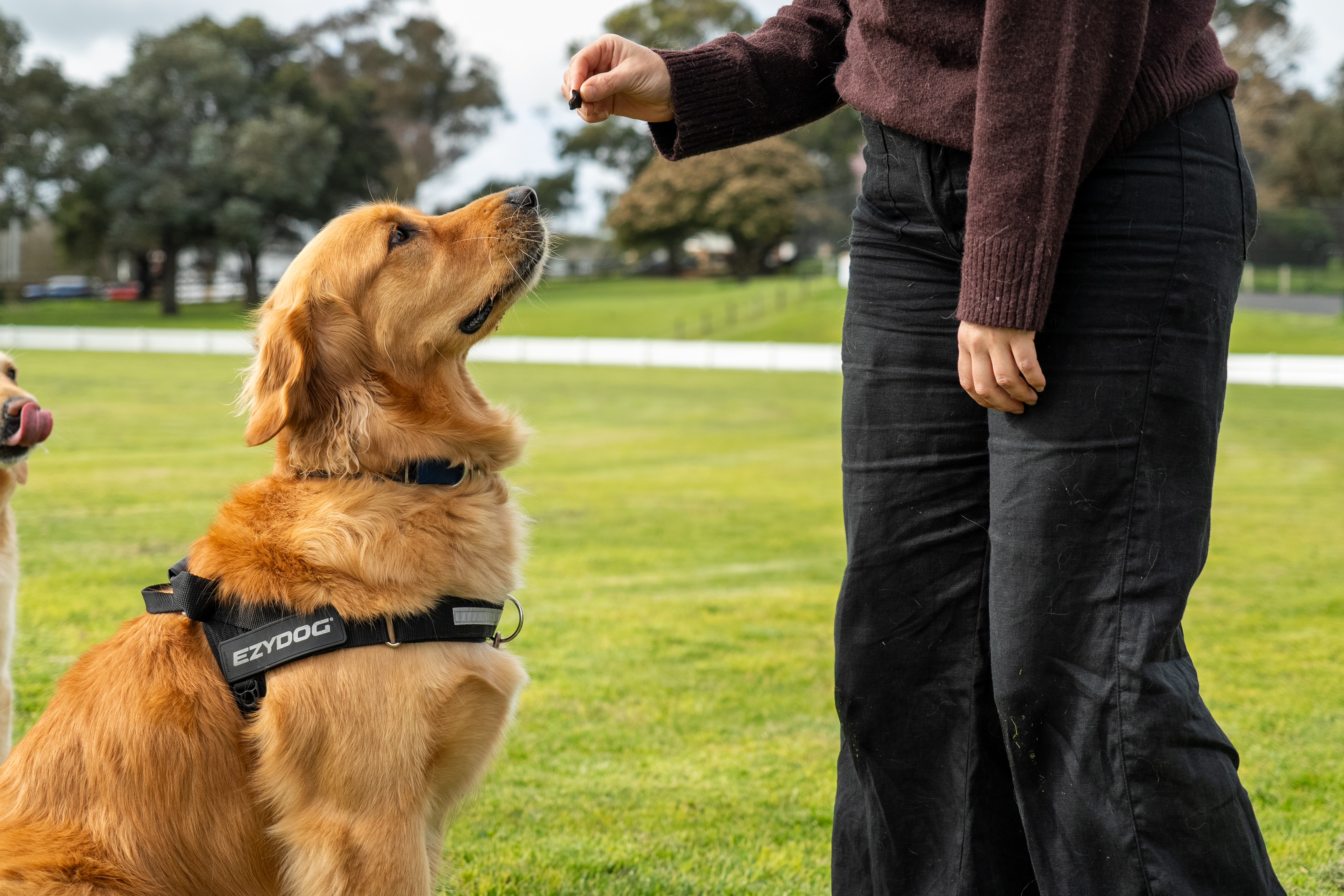 A dog sitting while their owner gives them a treat.