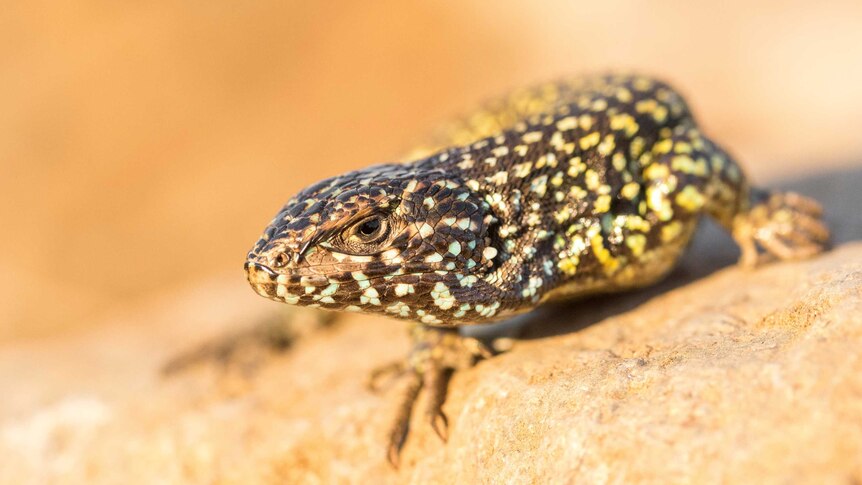 A close up of a spotted lizard on a rock