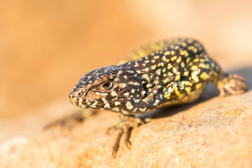 A close up of a spotted lizard on a rock