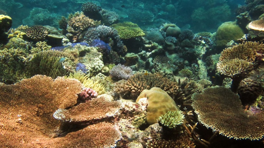 Close up image of coloured corals in the ocean.