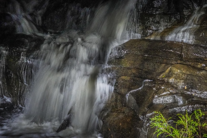 An eel-like creature climbs up a wet rock next to a waterfall