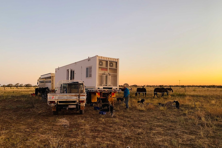 Billy Prow with his dogs and cattle