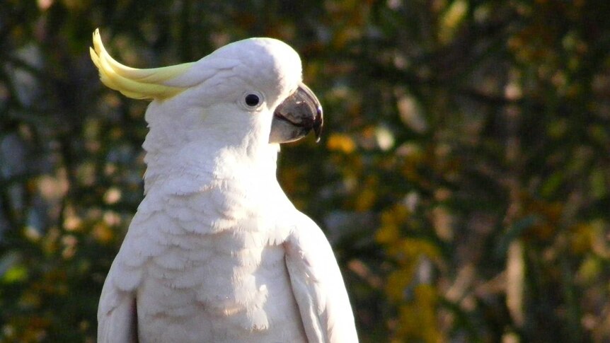 A sulphur-crested cockatoo perches on the tap of a bubbler and looks at the camera.