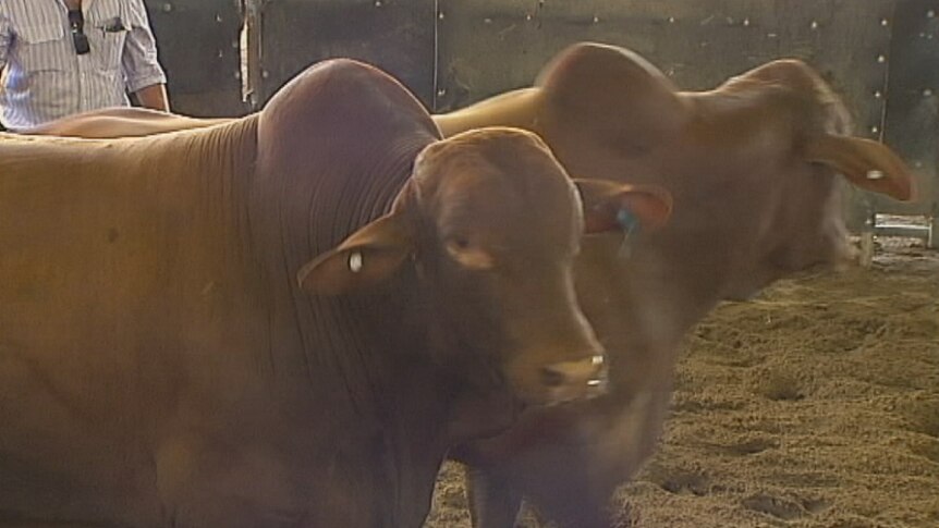 Droughtmaster Bull sale at Charters Towers