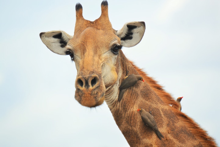 Close up of giraffe