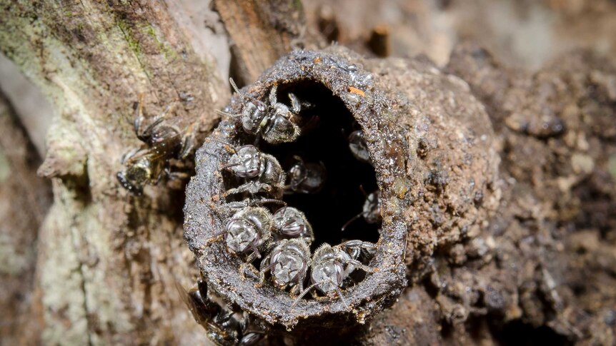 Close up of a goup of small stingless bees crowd around circular entrance to hive.