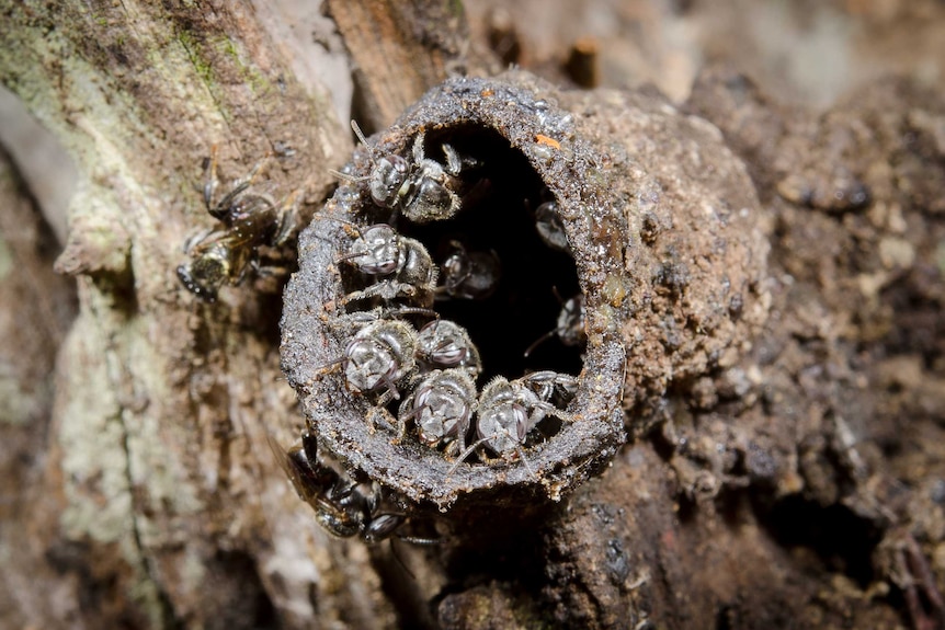 Close up of a goup of small stingless bees crowd around circular entrance to hive.