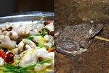 A composite image of frog leg stew and a frog.