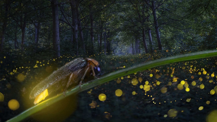 Firefly with yellow lit-up rear close up with a forest backdrop, and bright yellow dots of other fireflies in the distance