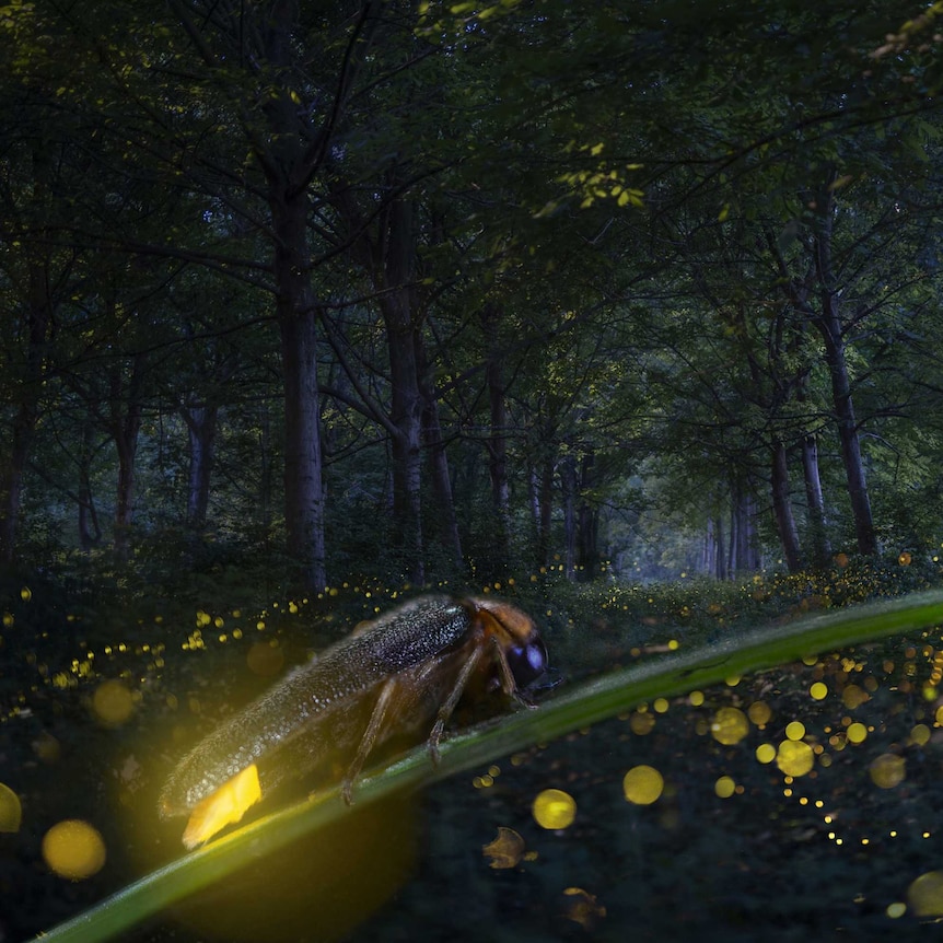 Firefly with yellow lit-up rear close up with a forest backdrop, and bright yellow dots of other fireflies in the distance