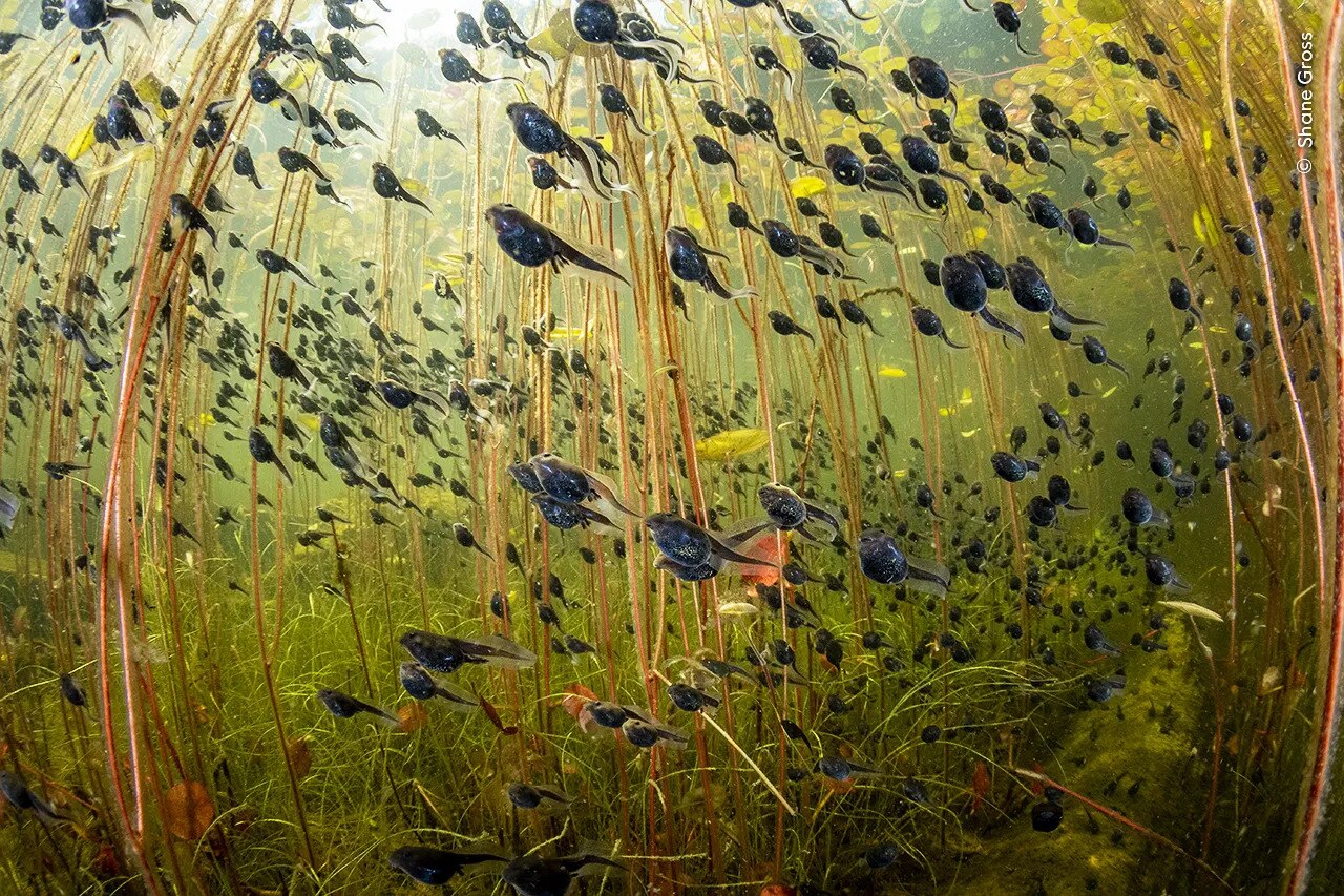 Western toad tadpoles