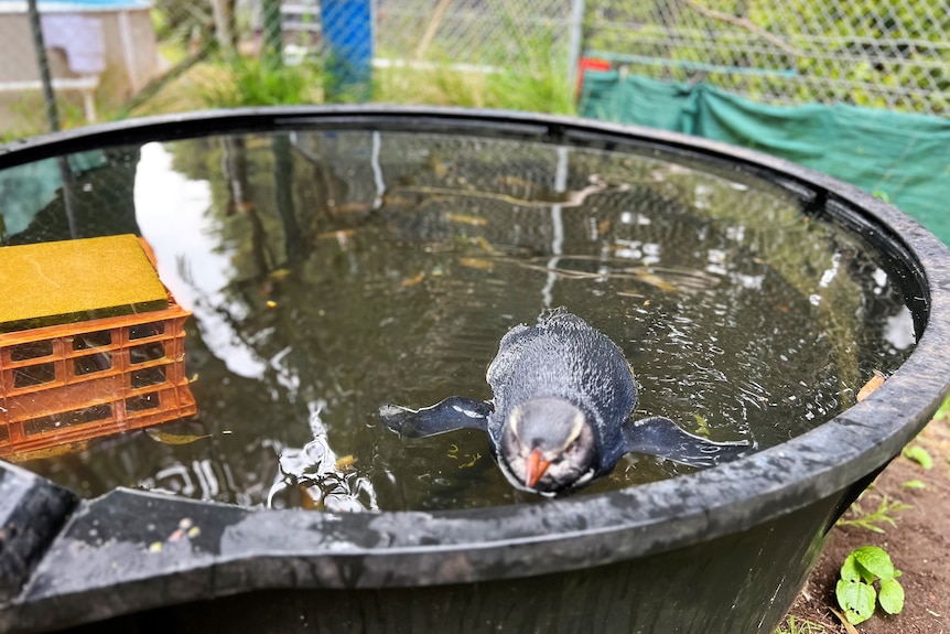 A crested Tawaki penguin in a small above ground wading pool