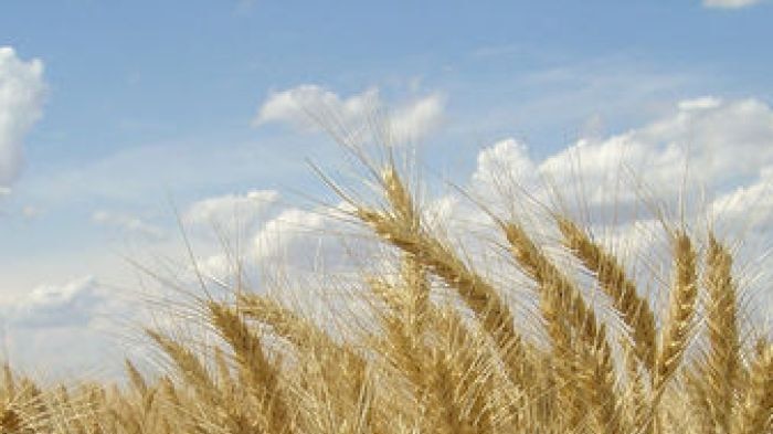 Wheat crop against blue sky (file photo)