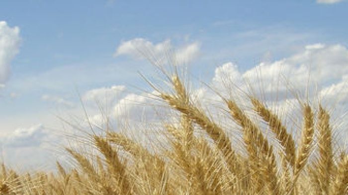 Wheat crop