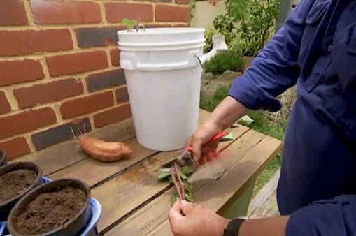 Sweet potato runners (sprouts) on a bench on a garden being snipped, illustrating our Gardening Australia episode recap.