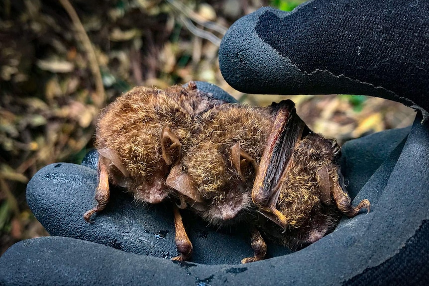 Three small microbats cradled in the palm of a black-gloved hand