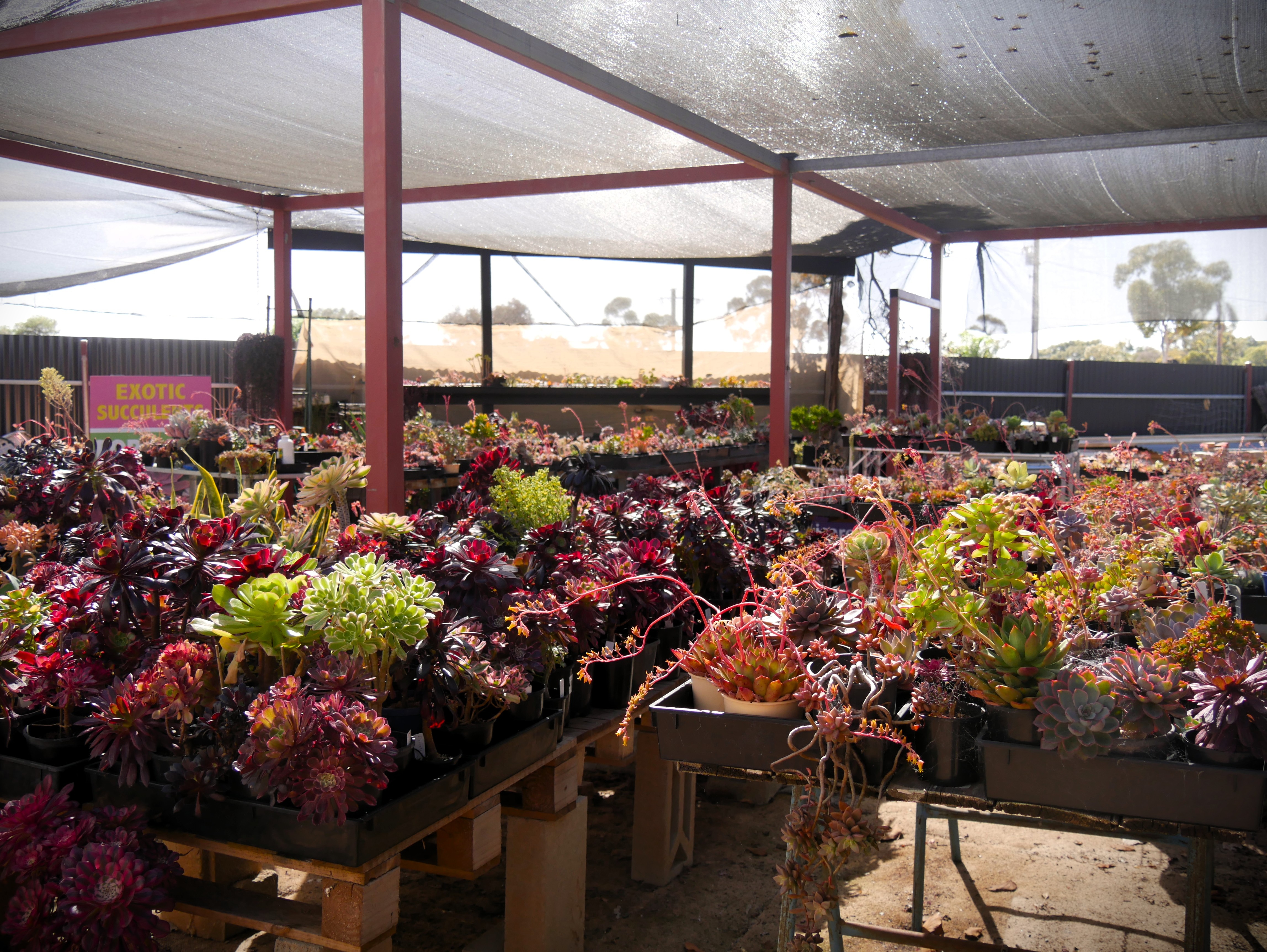 A large collection of succulents in pots under shade cloth.